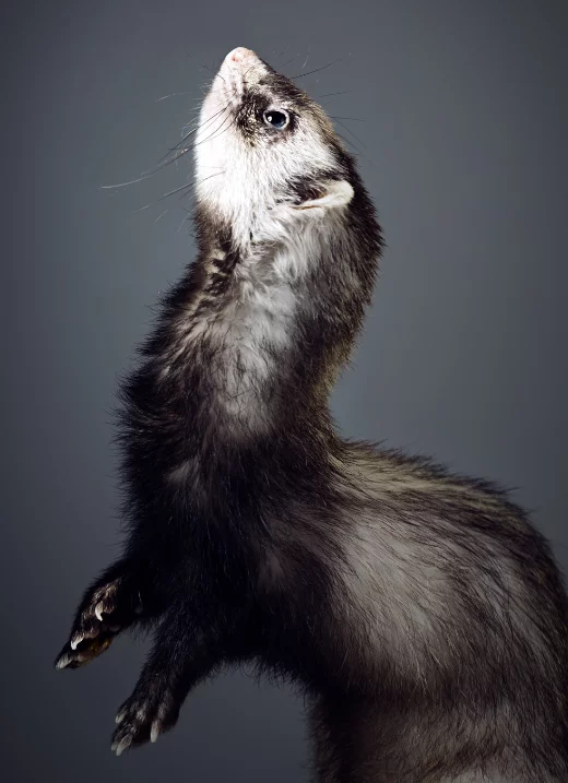 dératisation furet dératisation furet